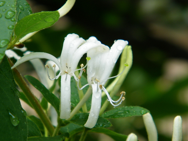 Japanese honeysuckle