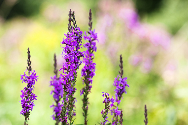 purple loostrife