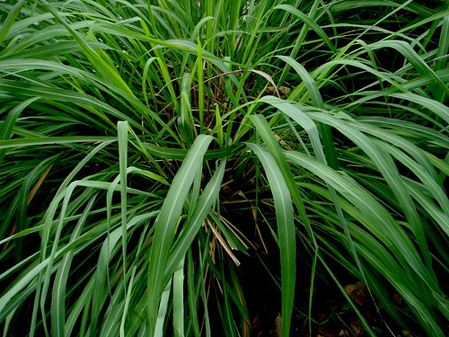 Citronella grass repels mosquitoes and is featured in insecticides