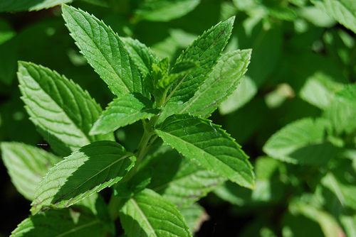 Grow mint in containers to repel mosquitoes