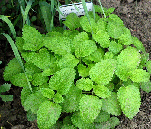 Grow lemon balm to repel mosquitoes in the garden