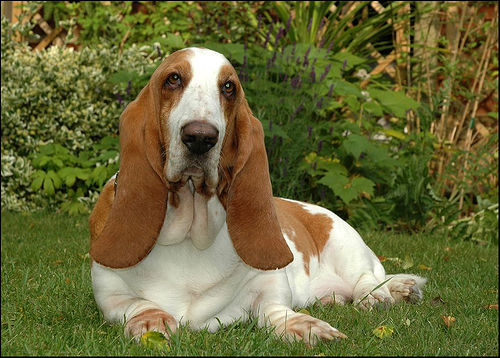 A basset hound in dog-friendly garden