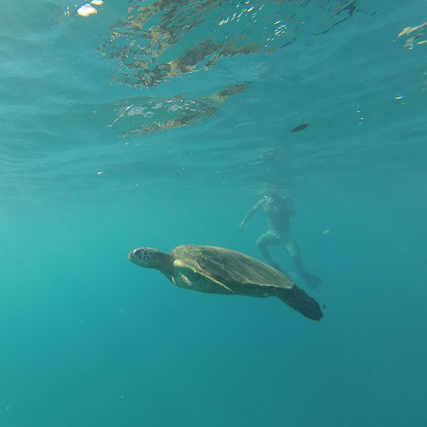 swimmer behind the turtle appears hazy