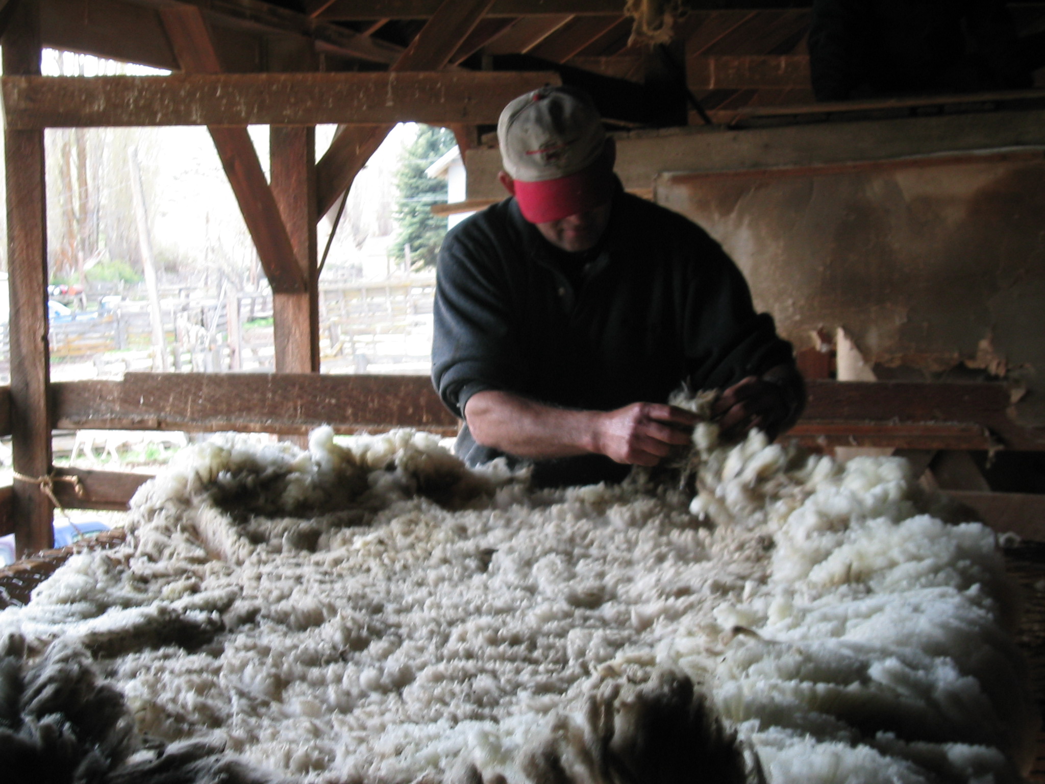 Skirting raw wool