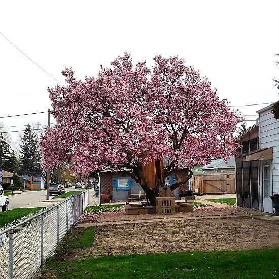 Flowering Magnolia