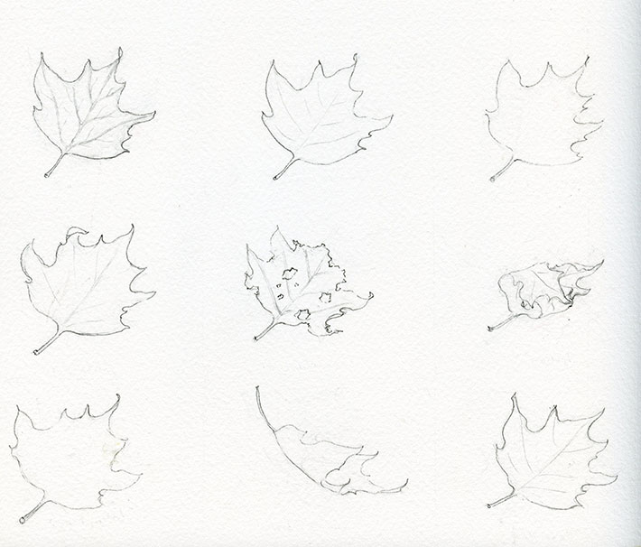 Leaf sketches