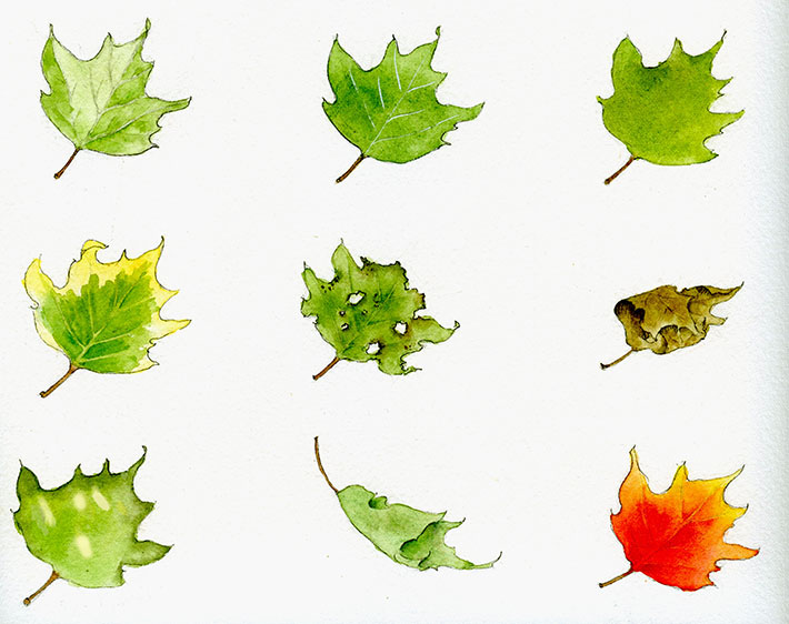 Watercolor maple leaves