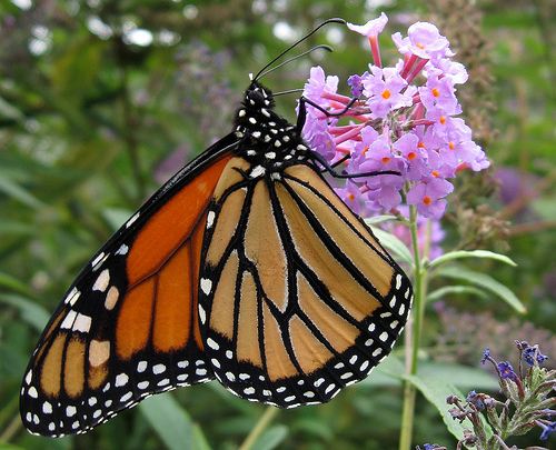 Monarch on buddlea 