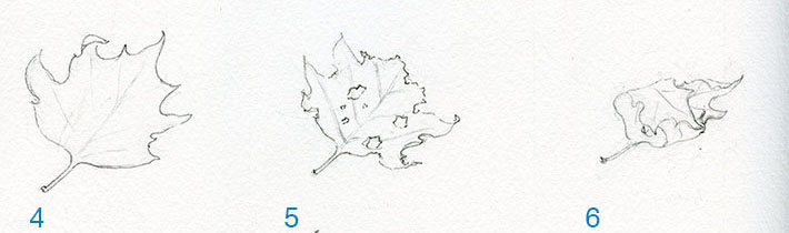 Rolled leaf sketch