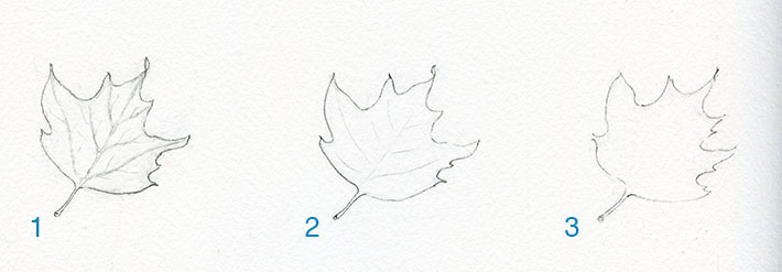 Three leaf drawings