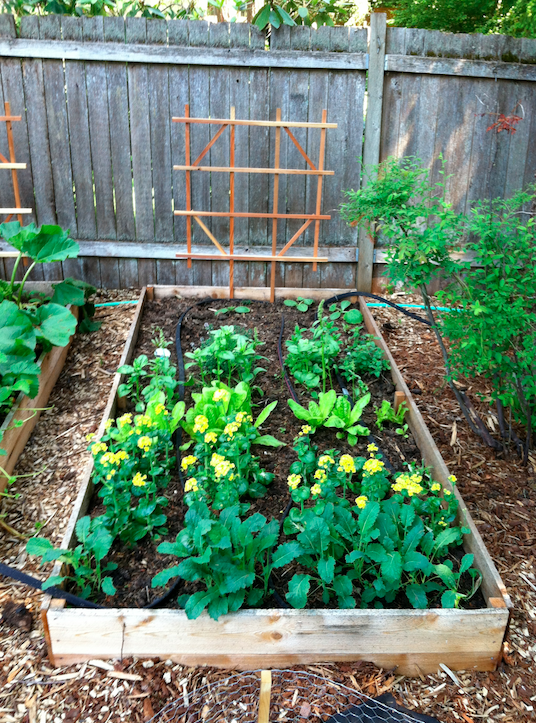 Boxed Garden