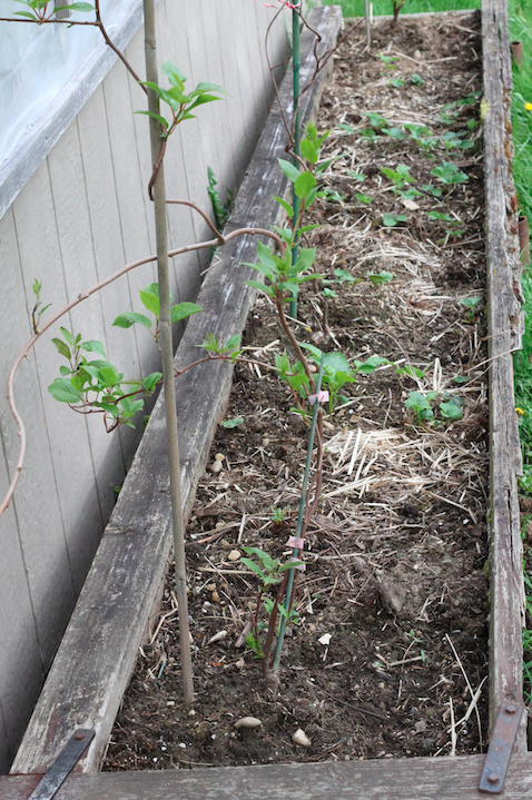 Boxed Garden