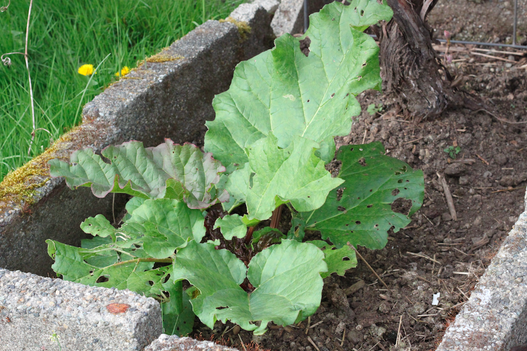 Weed in a garden