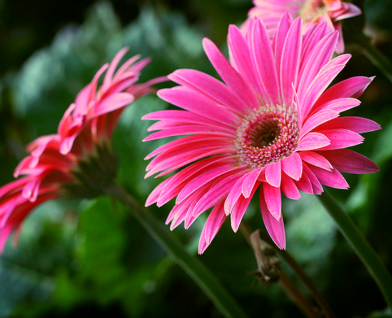 Pink gerbera daisy