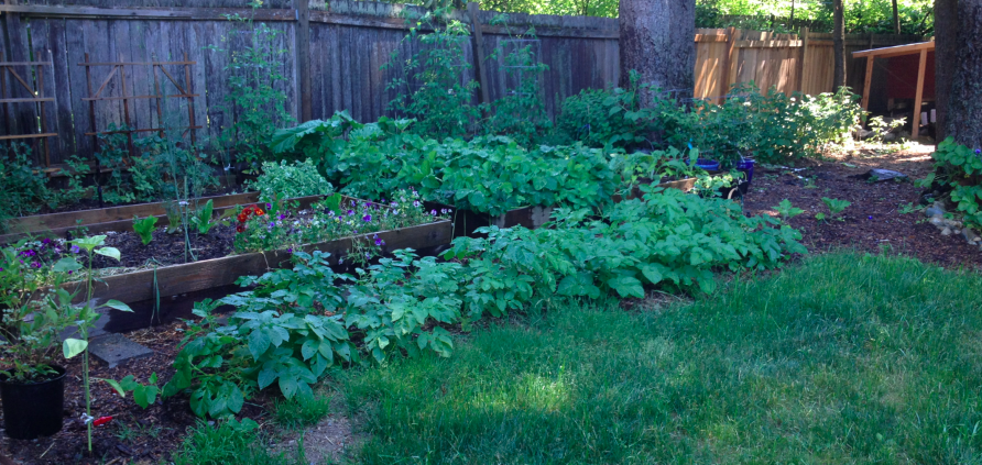 Garden beds in height of summer