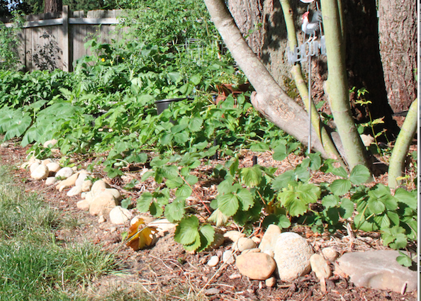 Rock Raised Bed