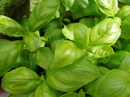 Basil repels mosquitoes naturally and taste great in Italian food