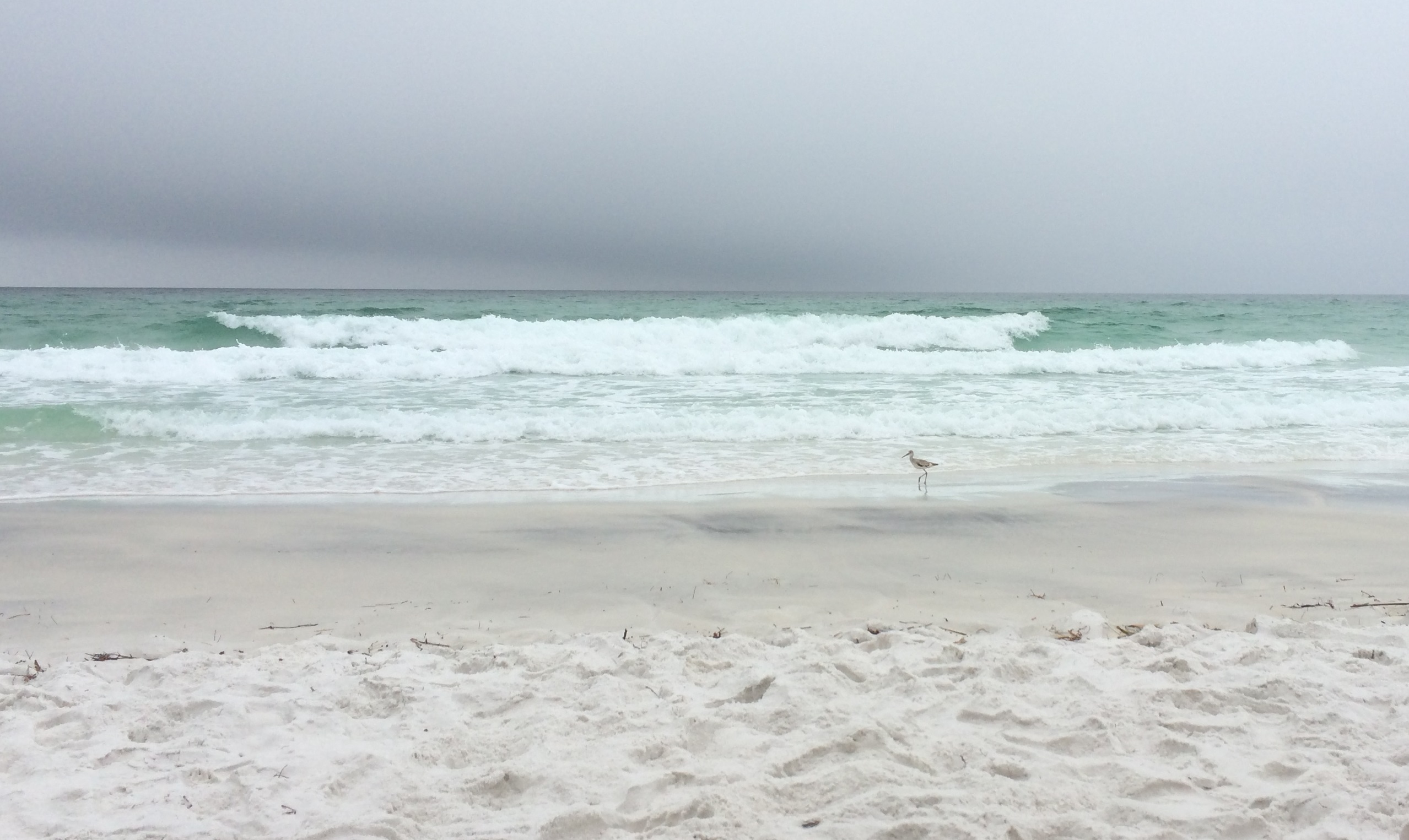 beach with bird