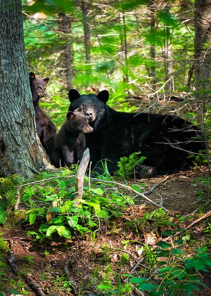 black bear sow watches over two of her cubs in the White Mountain National Forest of New Hampshire.