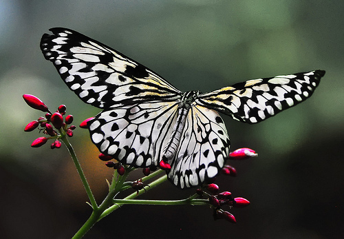 Red plants attract butterflies such as this one