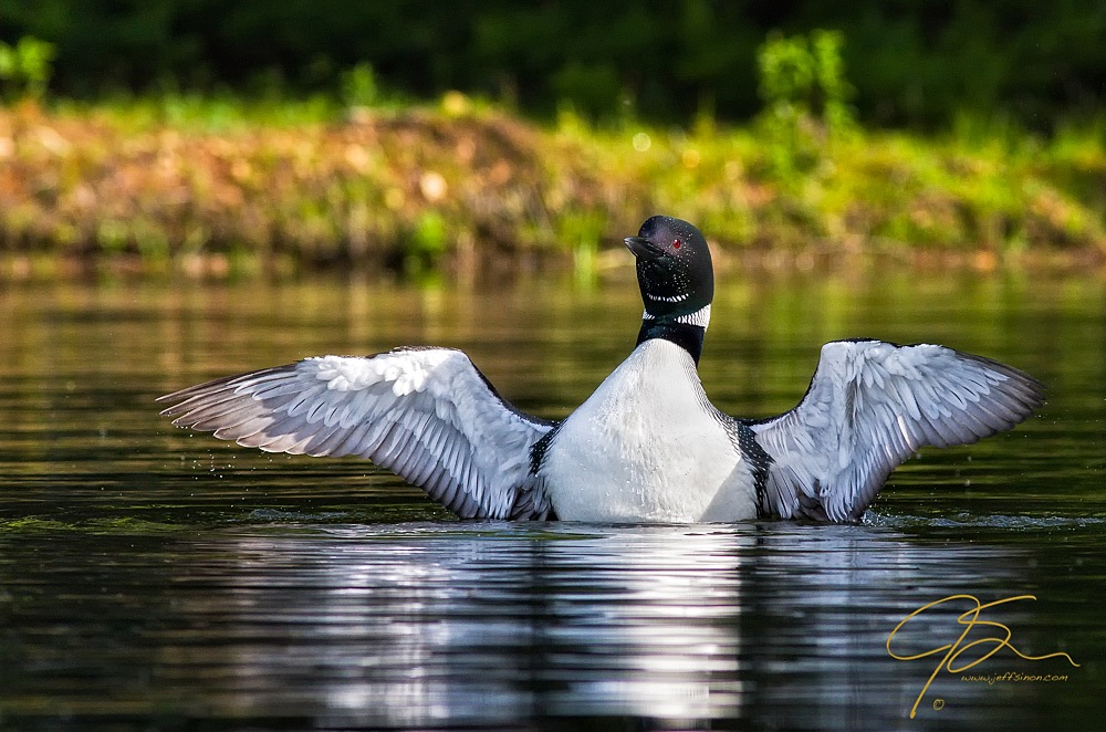 Common Loon with wings spread after a dive
