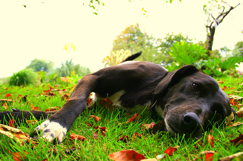 Dog on grass in dog friendly garden