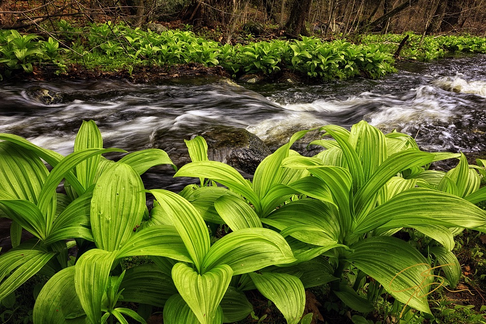 False Hellebore Along Stream