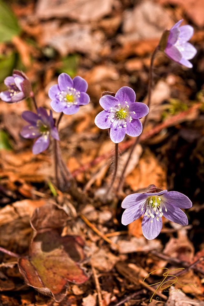 Hepatica