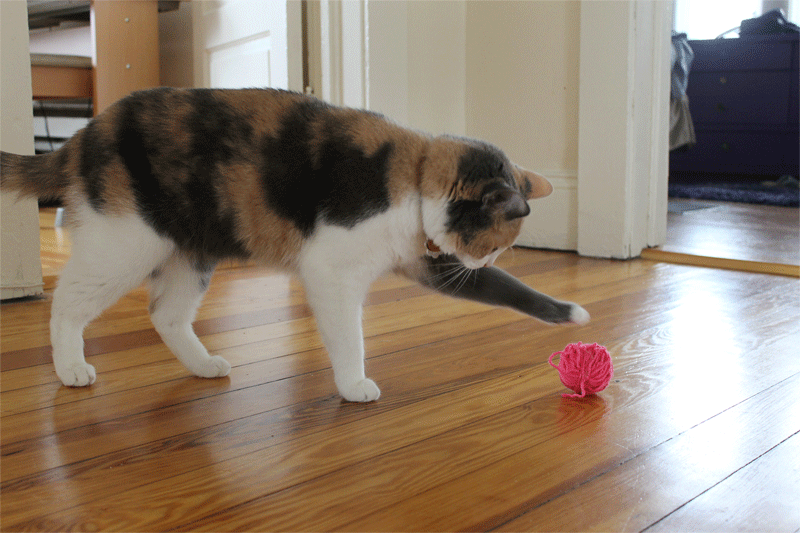 Cat playing with yarn