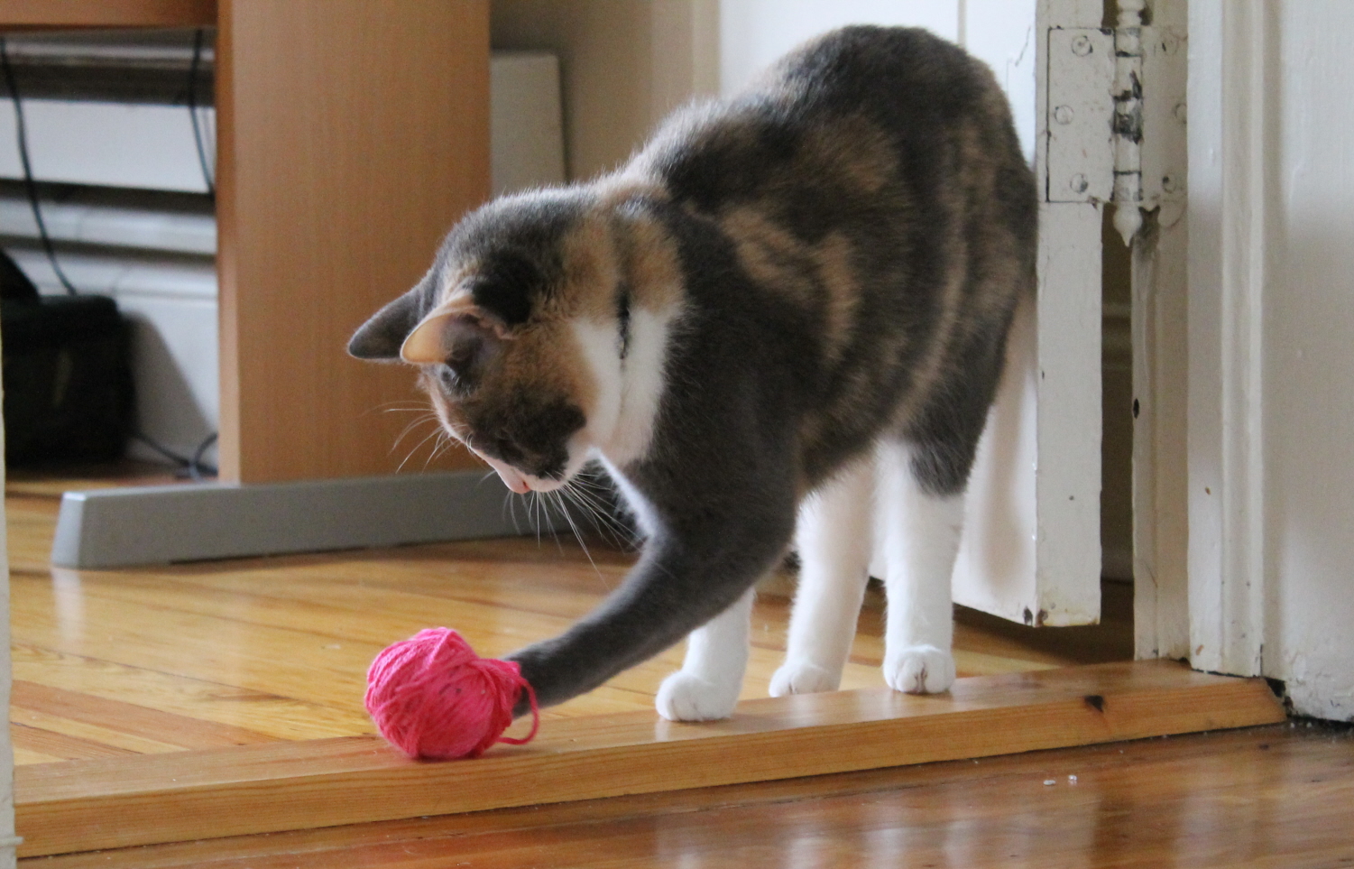 Cat playing with yarn