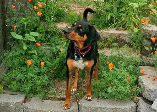 A Translyvanian hound in dog friendly garden