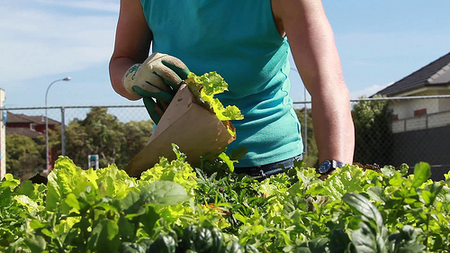 Growing lettuces in community gardens