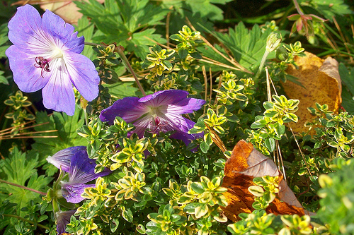 Lemon thyme repels mosquitoes and grows near Rozanne geraniums