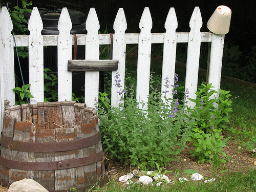 Cats like catnip, but mosquitoes don't.