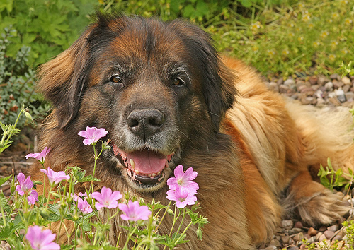 Phoebe is in a dog friendly garden