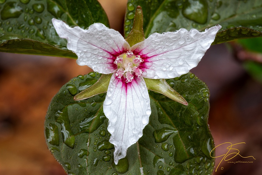 Rainy Day Trillium