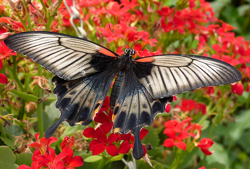 Many different plants attract butterflies like this one