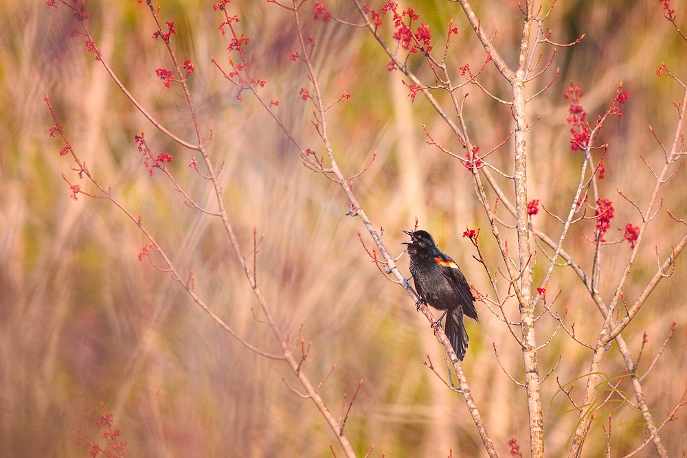 Singing The Song Of Spring