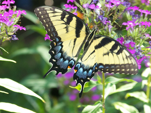 Swallowtail butterfly pollinates flower