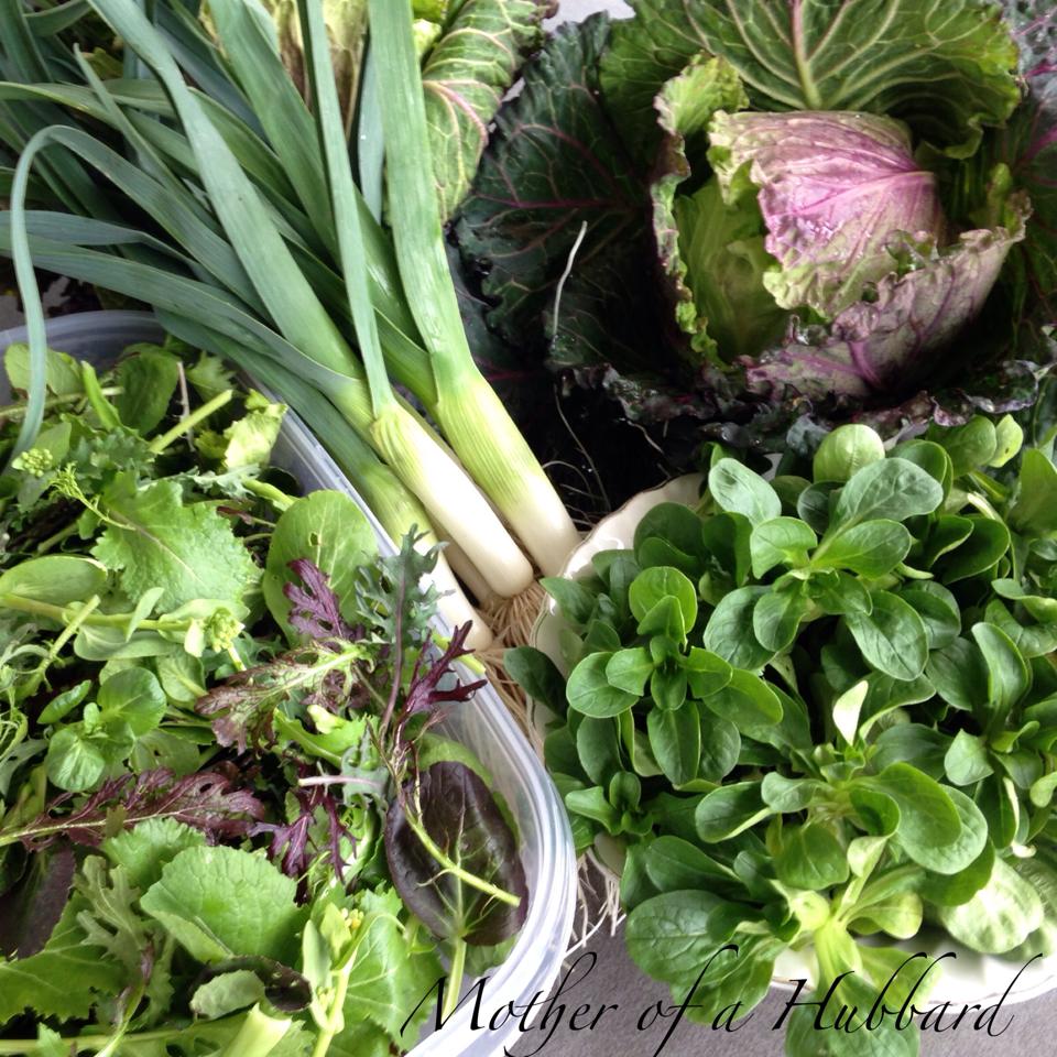 Leeks and other over-wintered vegetables, harvested in my zone 6b garden in early March. via Mother of a Hubbard