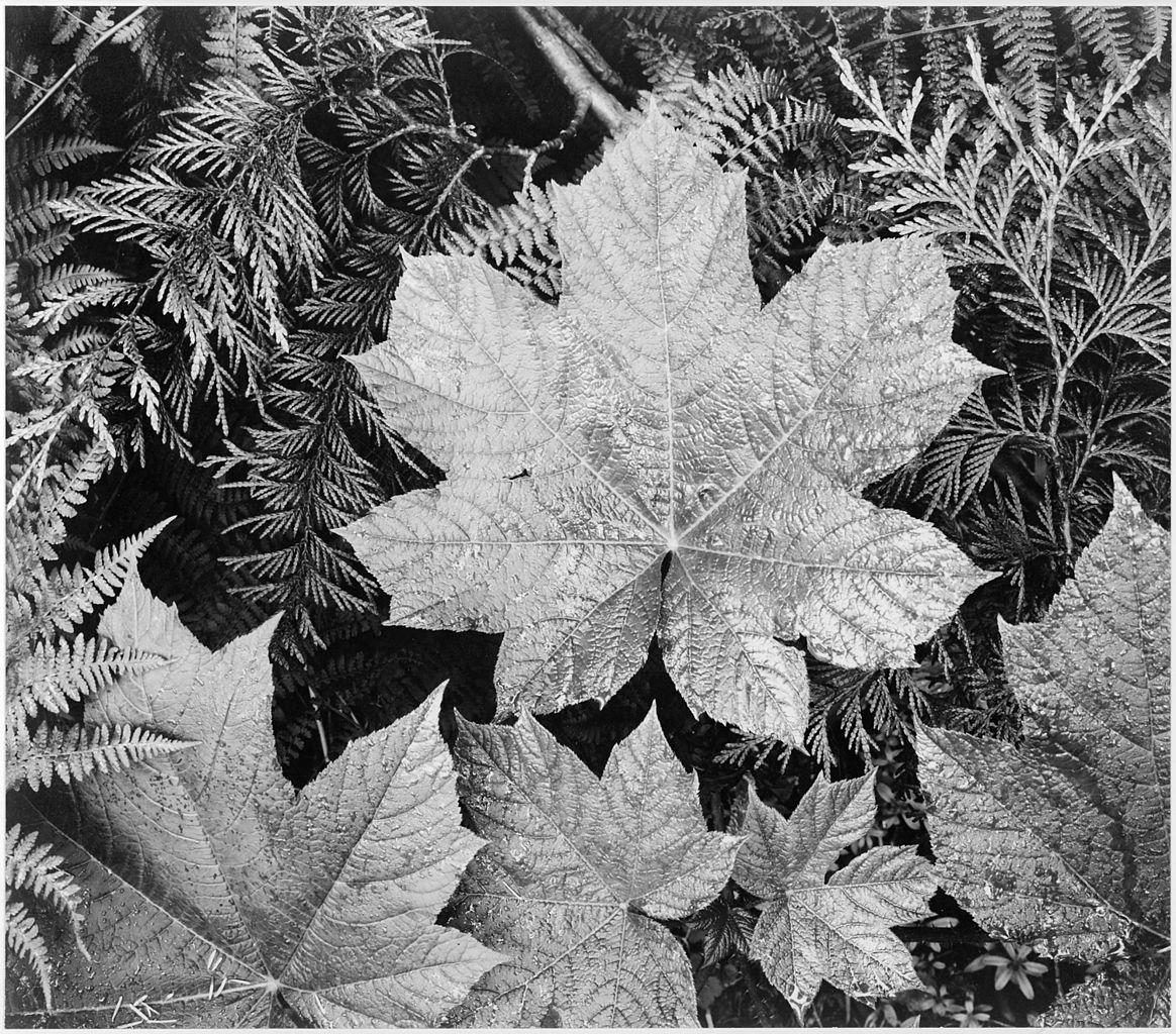 photo of leaves on top of cedar leaves