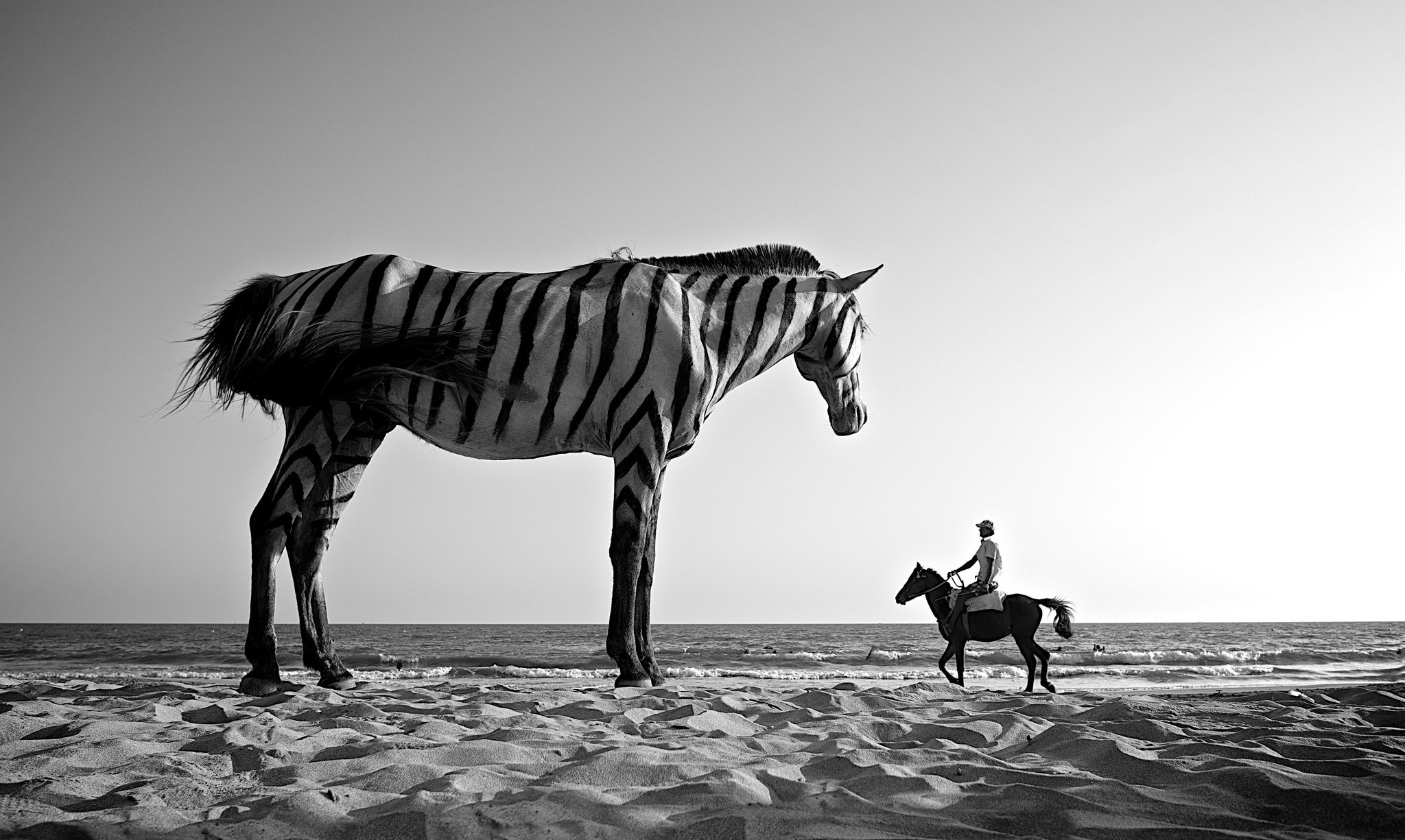 Surreal photograph of a giant zebra towering over a man riding a horse