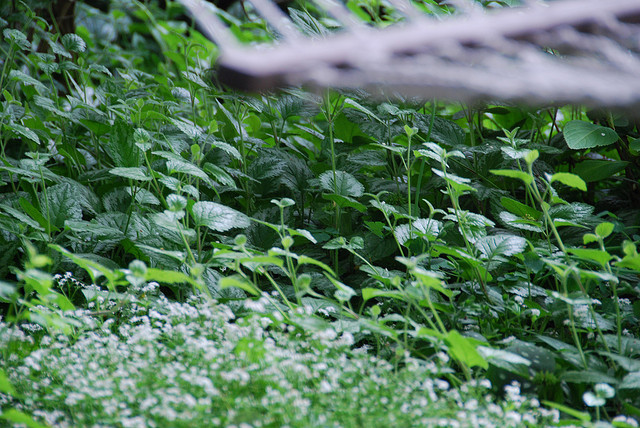 sweet woodruff