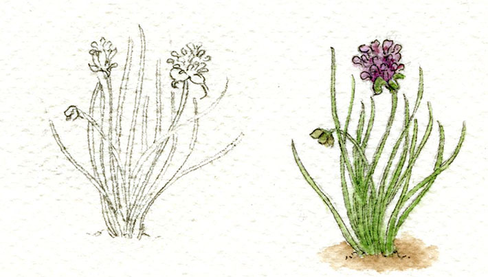 Chive sketch and watercolor