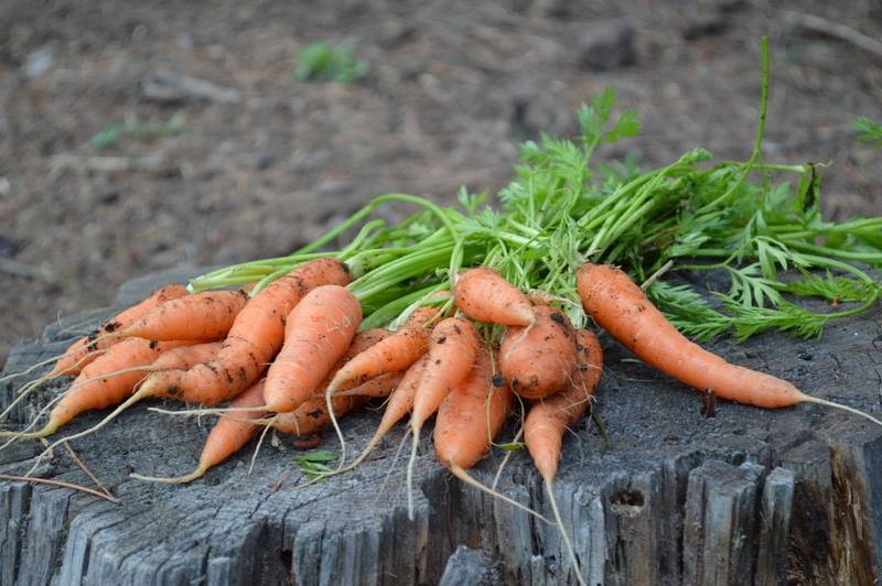 Carrot harvest