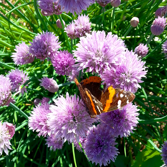 Chive flowers