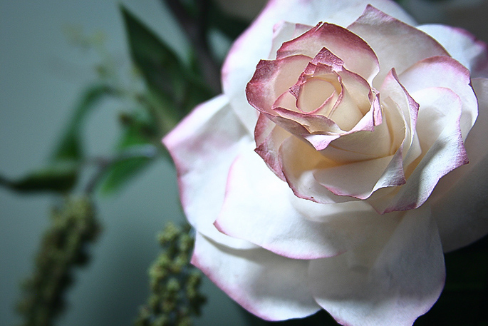 coffee filter rose craft