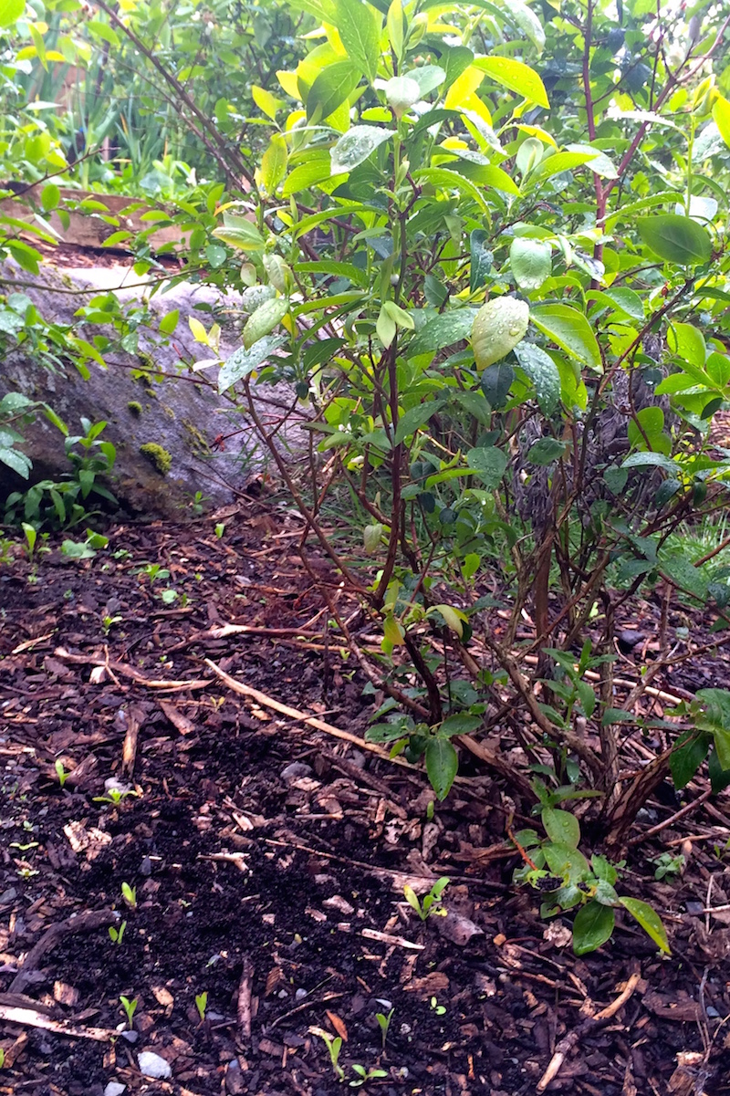 Coffee grounds used to mulch garden