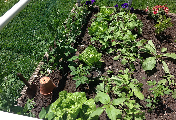 Summer garden