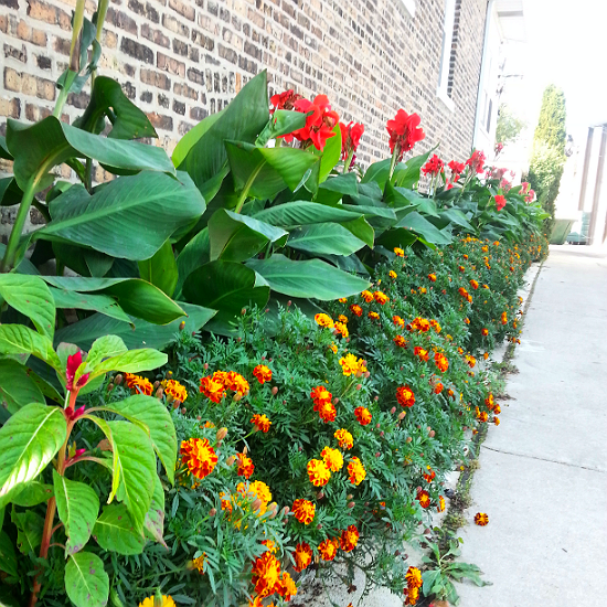 garden bed